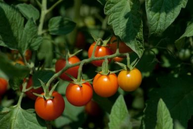 دراسة جدوى زراعة فدان طماطم