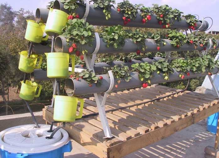 دراسة جدوى مشروع زراعة الأسطح