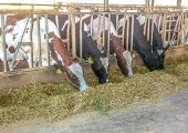 محابس عنق لمزارع الحيوانات