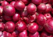 تصدير جميع انواع البصل – onion