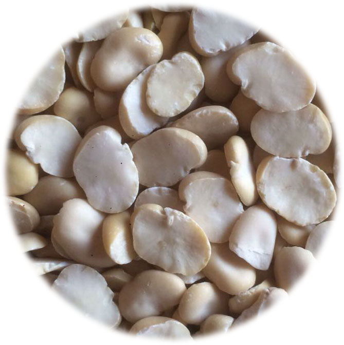 تصدير وتوريد فول مجروش من شركة الاصيل