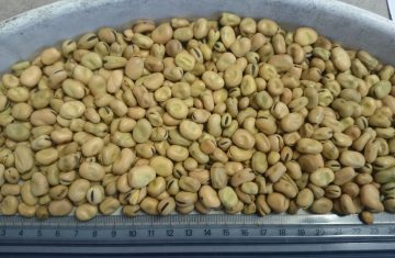 تصدير-فول-تدميس-فيستا-فابا-عالي-الجودة