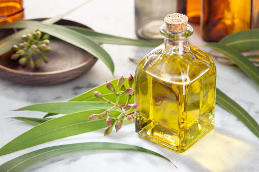 توريد زيت الكافور طبيعي عضوي 100% بافضل المواصفات Supplying 100% natural, organic eucalyptus oil with the best specifications