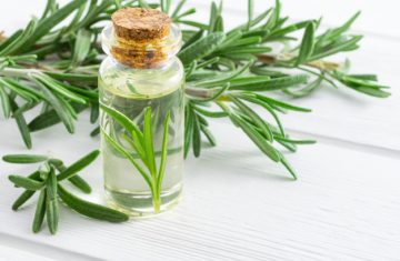 rosemary-essential-oil-The-panther