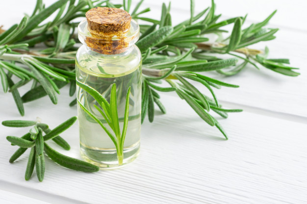 rosemary-essential-oil-The-panther