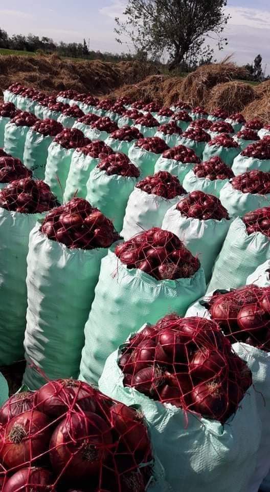 تصدير بصل احمر طازج من شركة فلمار