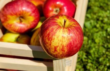 انتاج بيوريه التفاح من ثمار التفاح الطازجة من شركة المروة