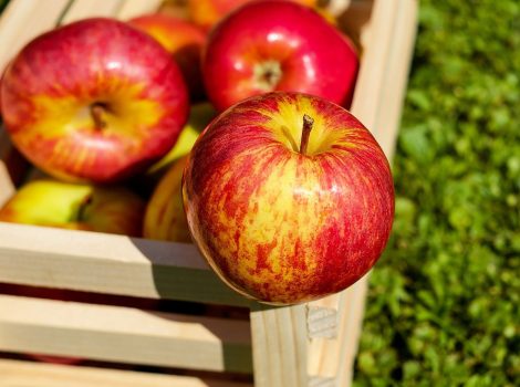 انتاج بيوريه التفاح من ثمار التفاح الطازجة من شركة المروة