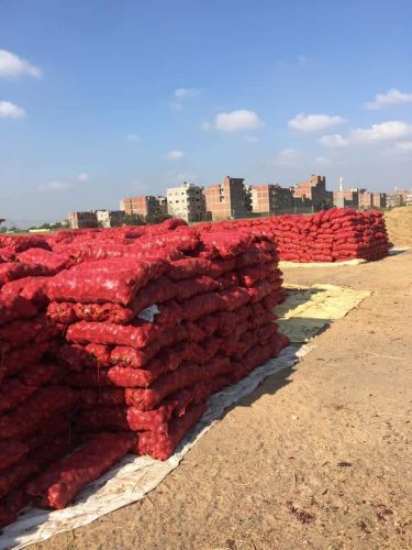 بصل احمر مصري – Egyptian Red Onion