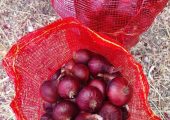 بصل احمر مصري – Egyptian Red Onion