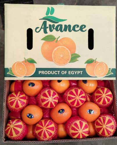 تصدير برتقال مصري – Egyptian Orange