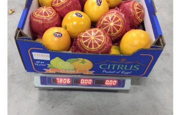 تصدير جميع أنواع البرتقال المصري من شركة نايل تريدرز