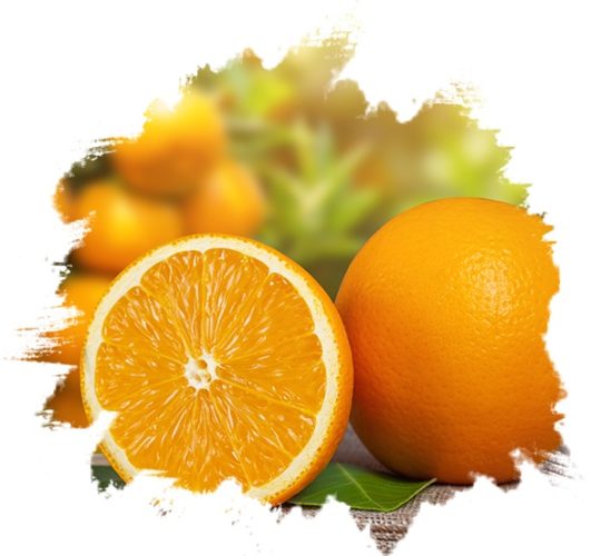 FRESH ORANGE(Navel- Valencia) from GO PLAZA company