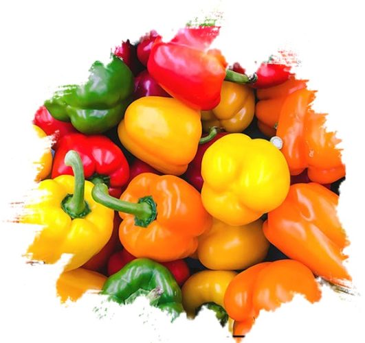 Fresh Capsicum – Pepper from GO PLAZA