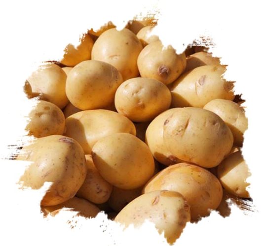 Fresh potatoes from GO PLAZA company