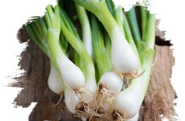 Fresh Spring Onion from GO PLAZA