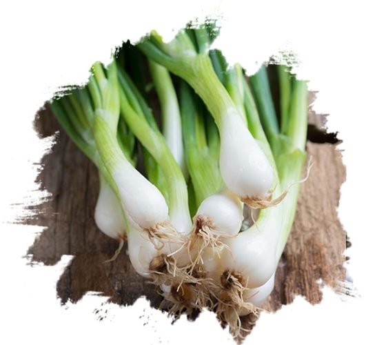 Fresh Spring Onion from GO PLAZA