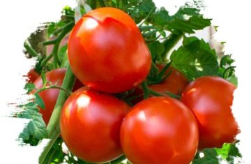 Fresh-Tomatoes-from-GO-PLAZA