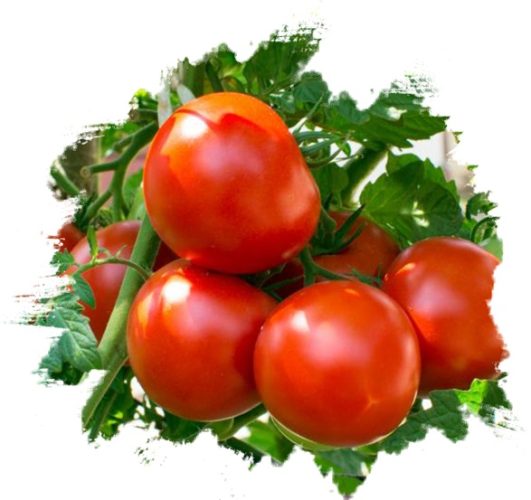 Fresh Tomatoes from GO PLAZA