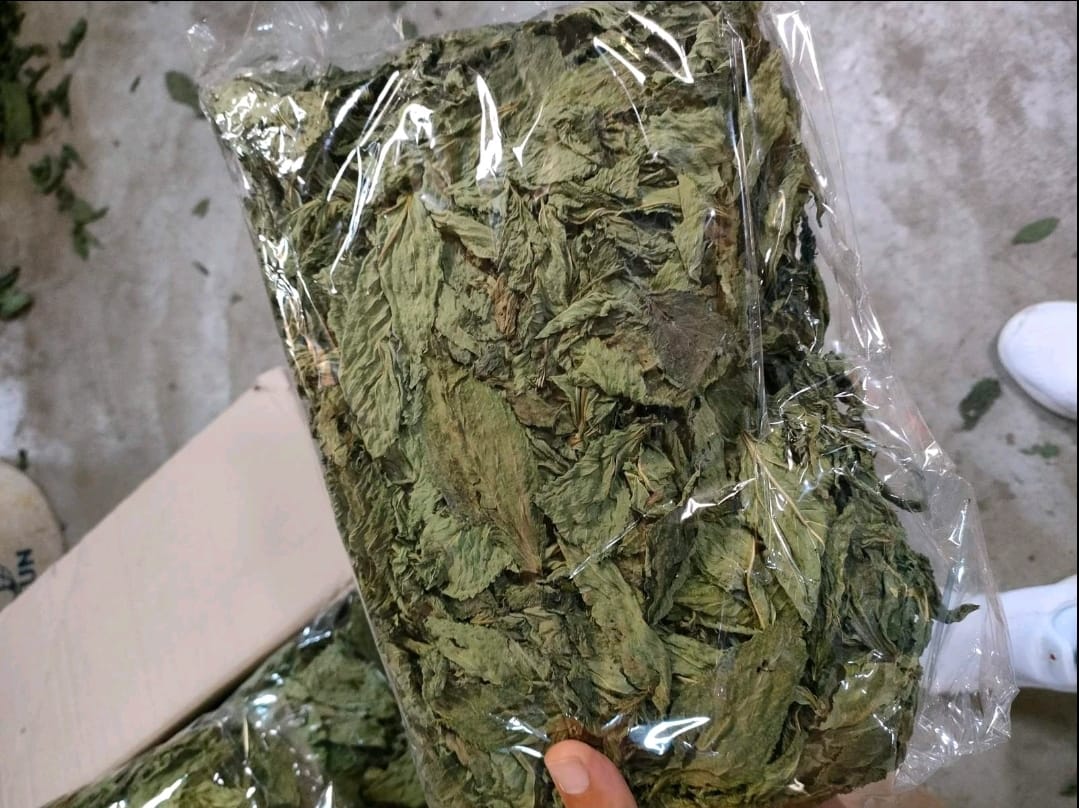 تصدير ملوخية ورق مجففة من شركة ام اند ايه للتصدير