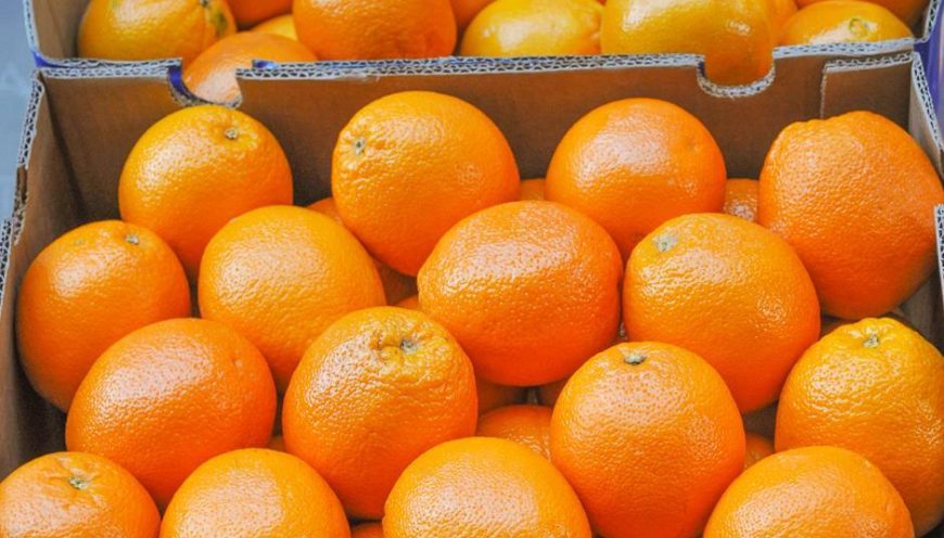 Egyptian Fresh Orange Navel and Valencia by Organic Co. for Import & Export