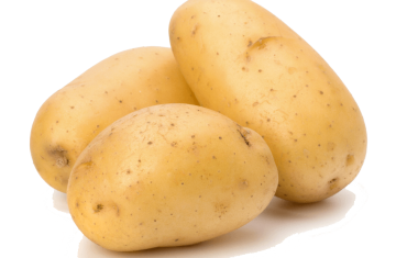Exporting fresh Egyptian potatoes to worldwide by Organic Co.For import & export