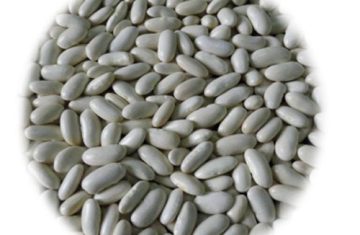 Export of high quality white kidney beans from Organic Co. Export and Import