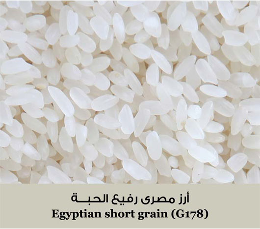 توريد أرز مصري رفيع الحبة من شركة الشهد