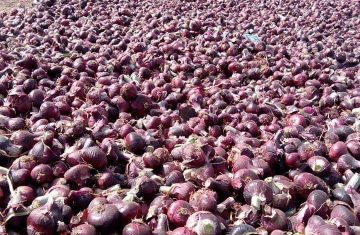 Fresh-Red-Onion