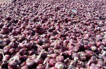 Fresh-Red-Onion