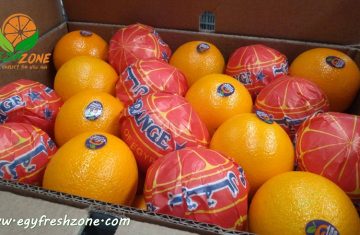 تصدير برتقال مصري فالنسيا