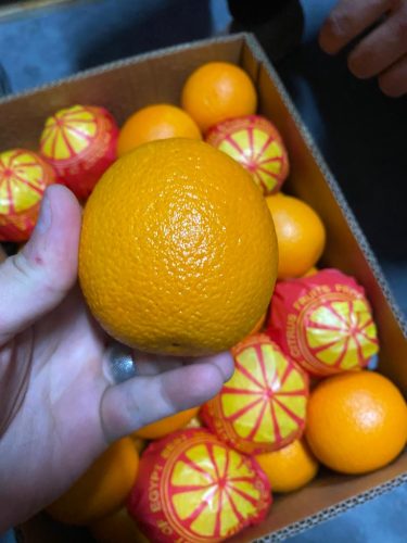 تصدير برتقال فالينسيا – ابوسرة من شركة Agro Vegan