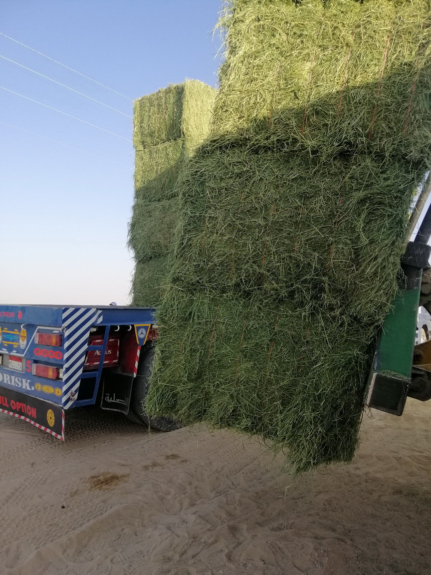 توريد وتصدير بالات برسيم حجازي فئة أولى من شركة إنمار لوجستيك