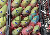 EGYPTIAN FRESH MANGO -مانجو مصري طازج