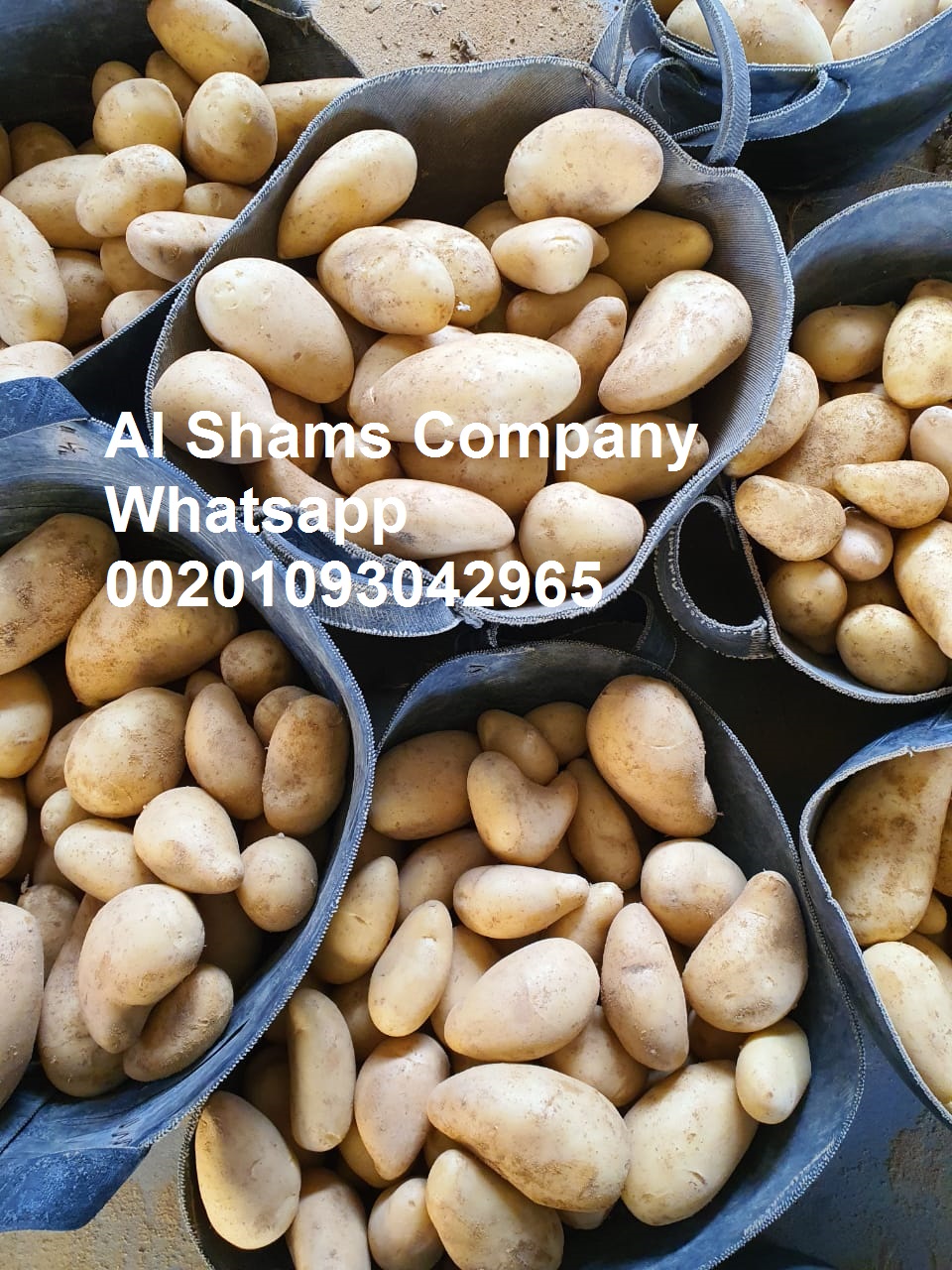 تصدير بطاطس طازجة من شركه الشمس