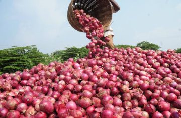 Red Onion export from elbostan-group