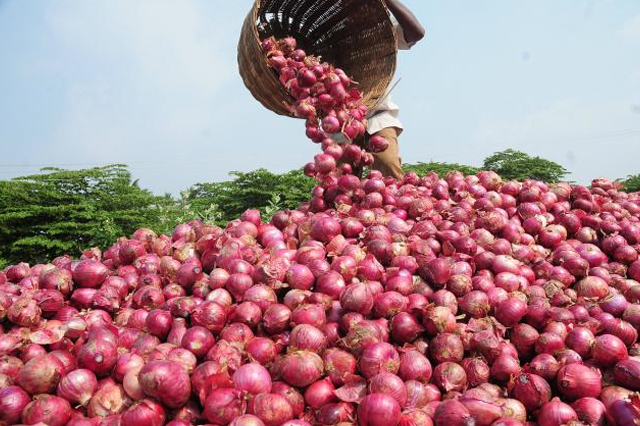 Red Onion export from elbostan-group