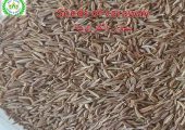 caraway for export