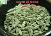 fennel for export