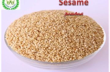 seeds Sesame for export