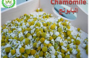 chamomile