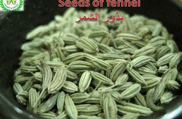 fennel for export