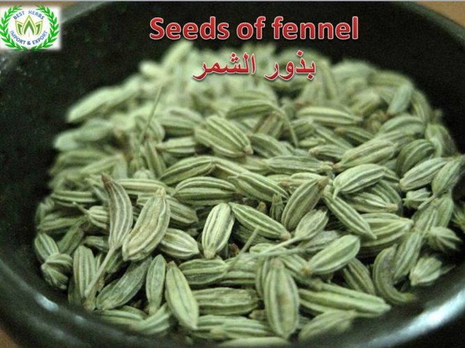 fennel for export