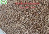 caraway for export