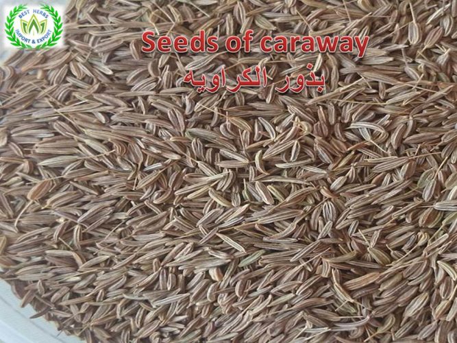 caraway for export