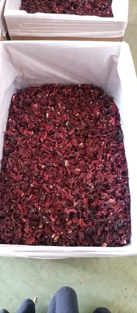 hibiscus for import and export