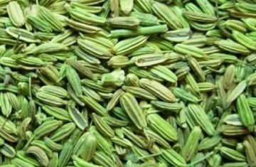 fennel2