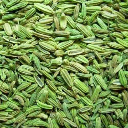 fennel for export