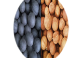lemons for export