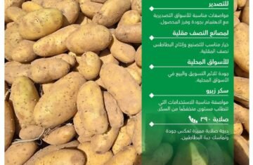 توريد-بطاطس-سنتانا-من-التيسير